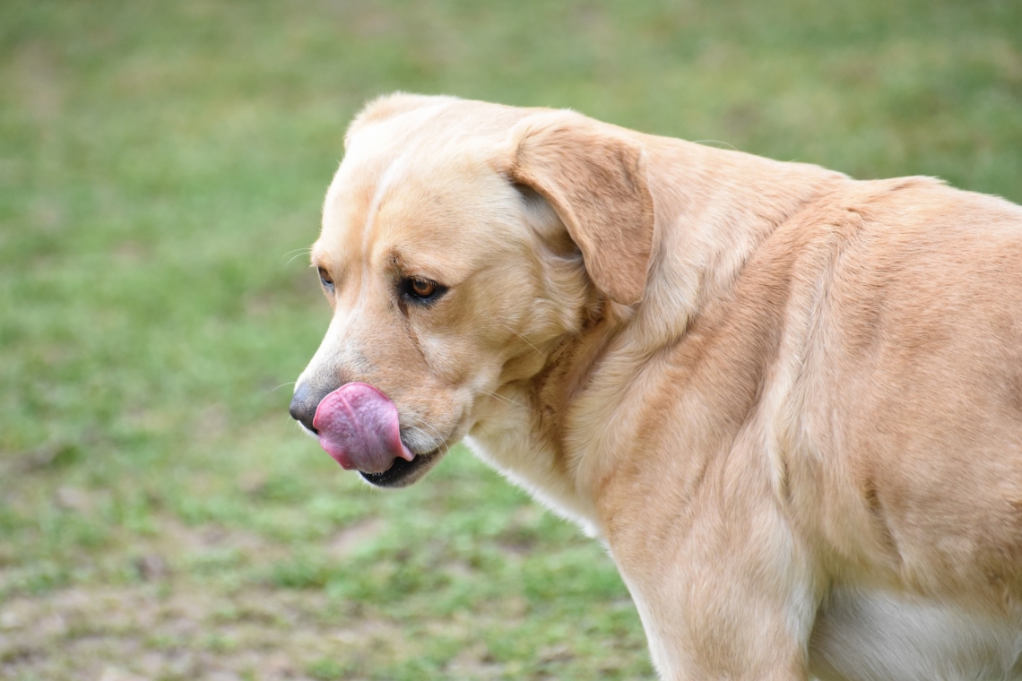 Reflusso gastroesofageo nel cane