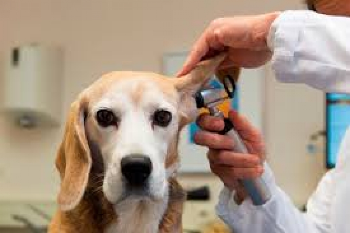 Il tuo amico cane scuote la testa o tiene abbassato un'orecchio ?