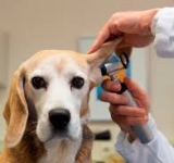 Il tuo amico cane scuote la testa o tiene abbassato un'orecchio ?