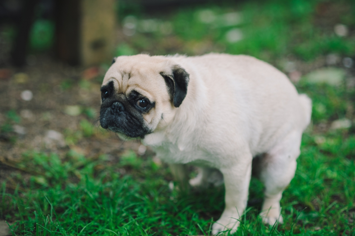 Costipazione nel cane e nel gatto