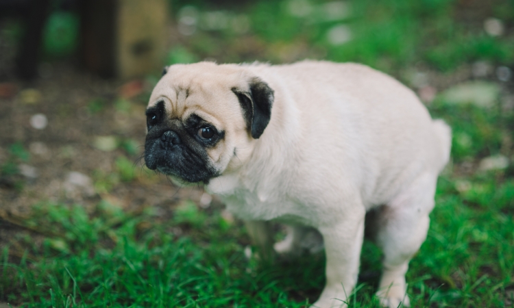 Costipazione nel cane e nel gatto