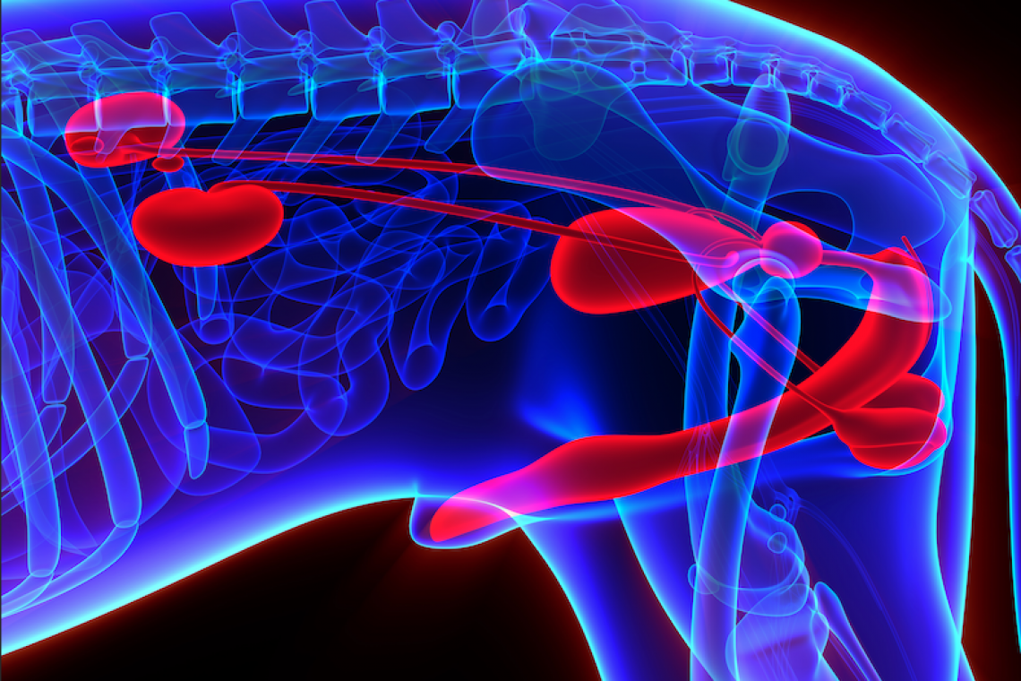 Anche i cani possono soffrire di Iperplasia Prostatica