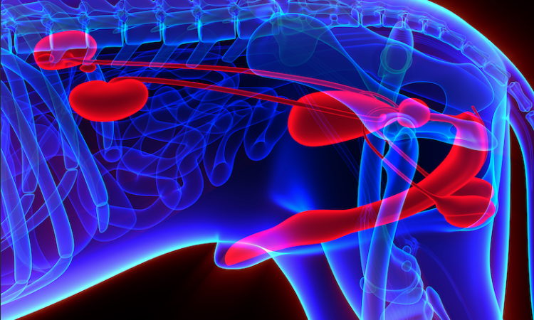 Anche i cani possono soffrire di Iperplasia Prostatica