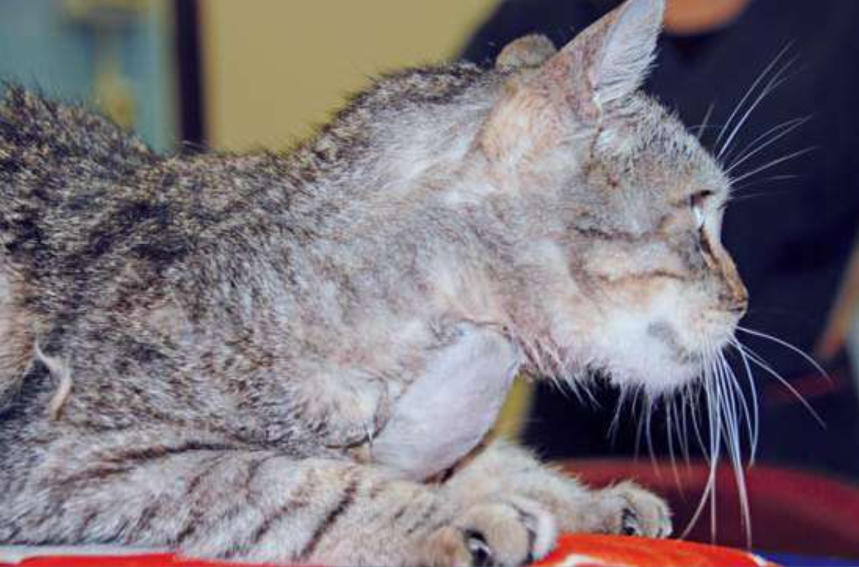 Gatto Europeo in cui si evidenzia un nodulo tiroideo di grandi dimensioni dovuto a carcinoma tiroideo Image