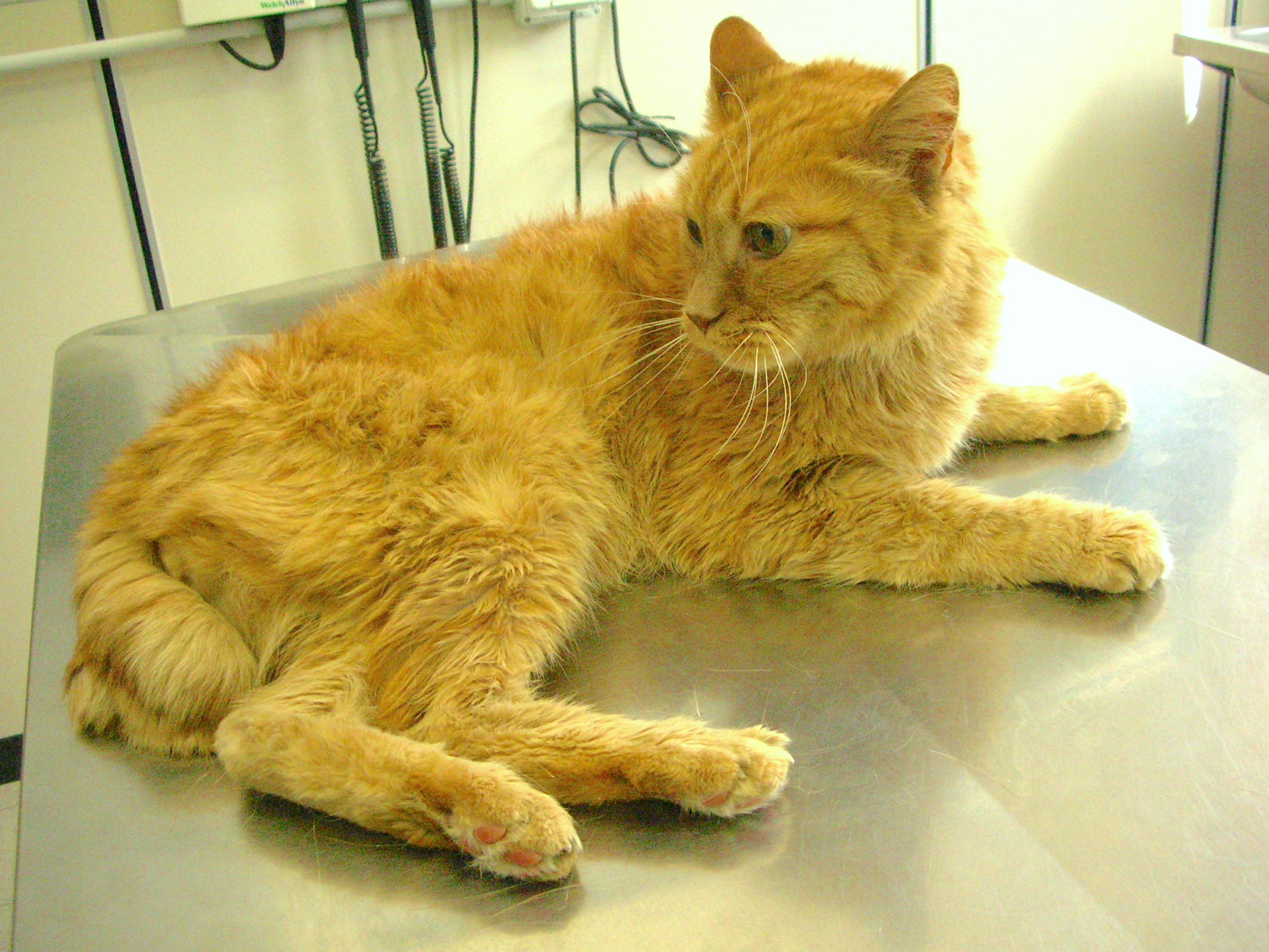 Gatto europeo maschio di 14 anni affetto da ipertiroidismo. Si noti lo scadente stato di nutrizione e lo scadente stato del mantello. Image