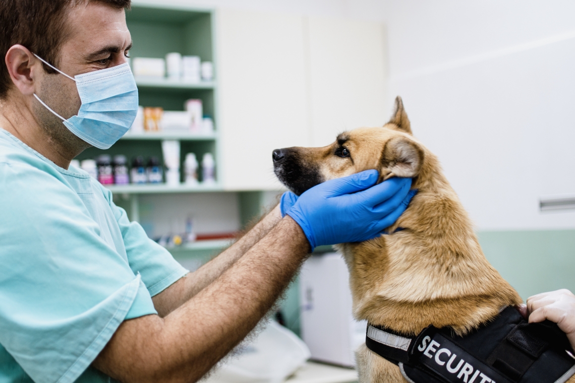 Il linfoma del cane