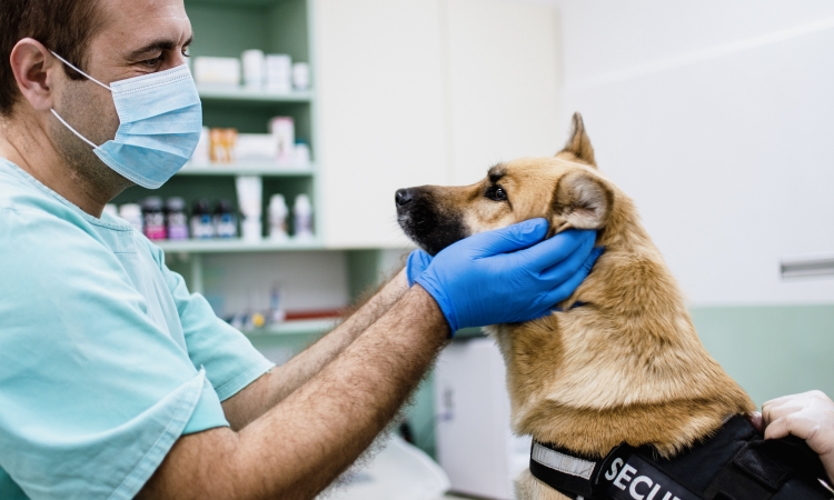 Il linfoma del cane