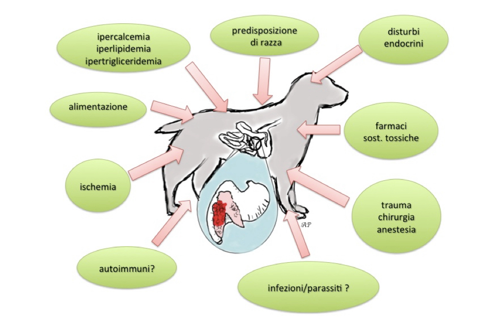 Figura 1: Schematizzazione dei fattori in grado di causare la pancreatite acuta nel cane. Tratto da Petrelli A, Fracassi F: La pancreatite acuta nel cane: eziopatogenesi, sintomatologia e diagnosi. Veterinaria 2016; 30:99-114 Image