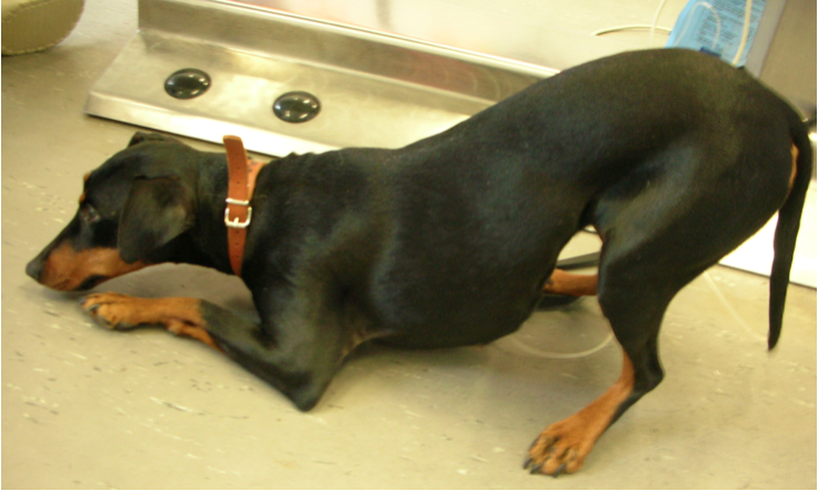 Figura 2. Cane con pancreatite acuta e assume il così detto “atteggiamento a preghiera” Image