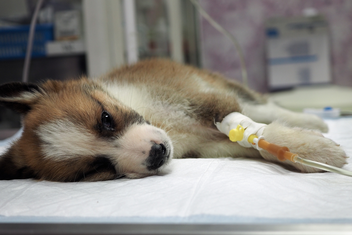 LA PARVOVIROSI NEL CANE