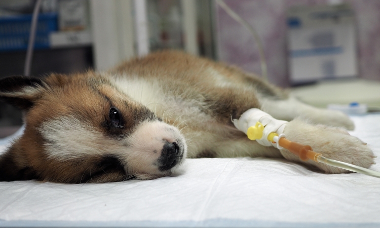 LA PARVOVIROSI NEL CANE