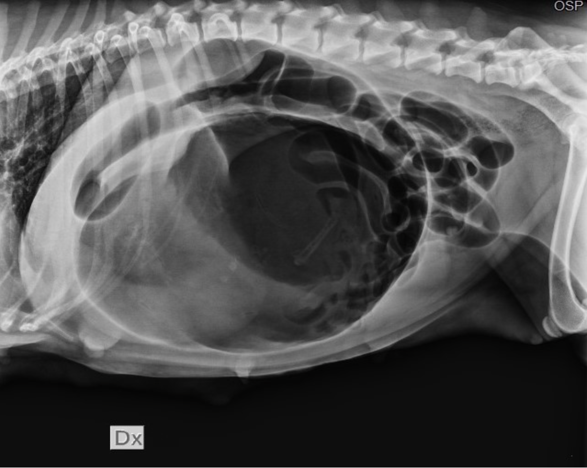 Foto 1: Radiografia addominale latero-laterale. Possiamo osservare lo stomaco dilatato e torto con il tipico aspetto a “doppia bolla” Image