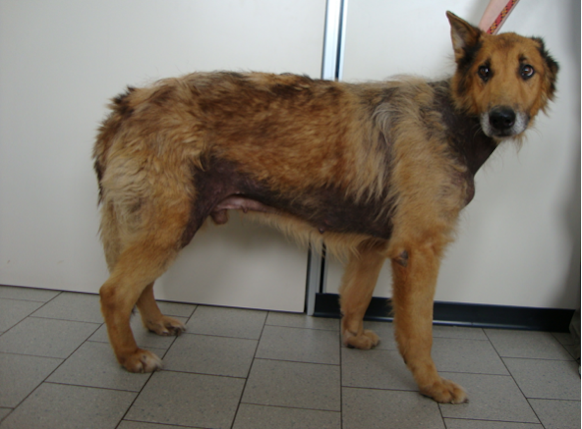 Foto 2 ed in copertina: cane meticcio maschio con sertolioma che ha causato una Sindrome da Demminilizzazione. Sono evidenti le aree di alopecia e la iperpigmentazione cutanea. Image
