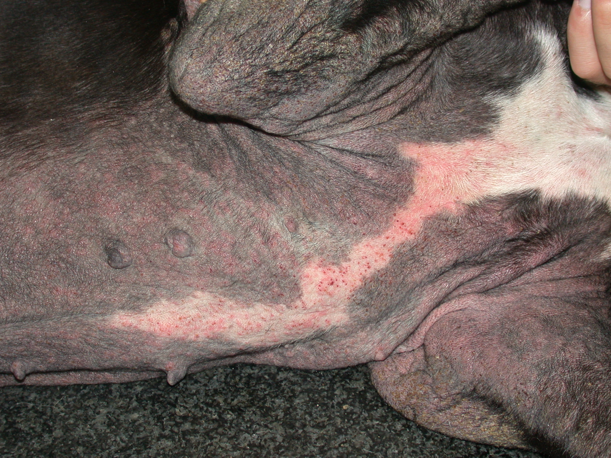 Fig.2: Rogna sarcoptica in un cane: notare la distribuzione ventrale delle lesioni. Image