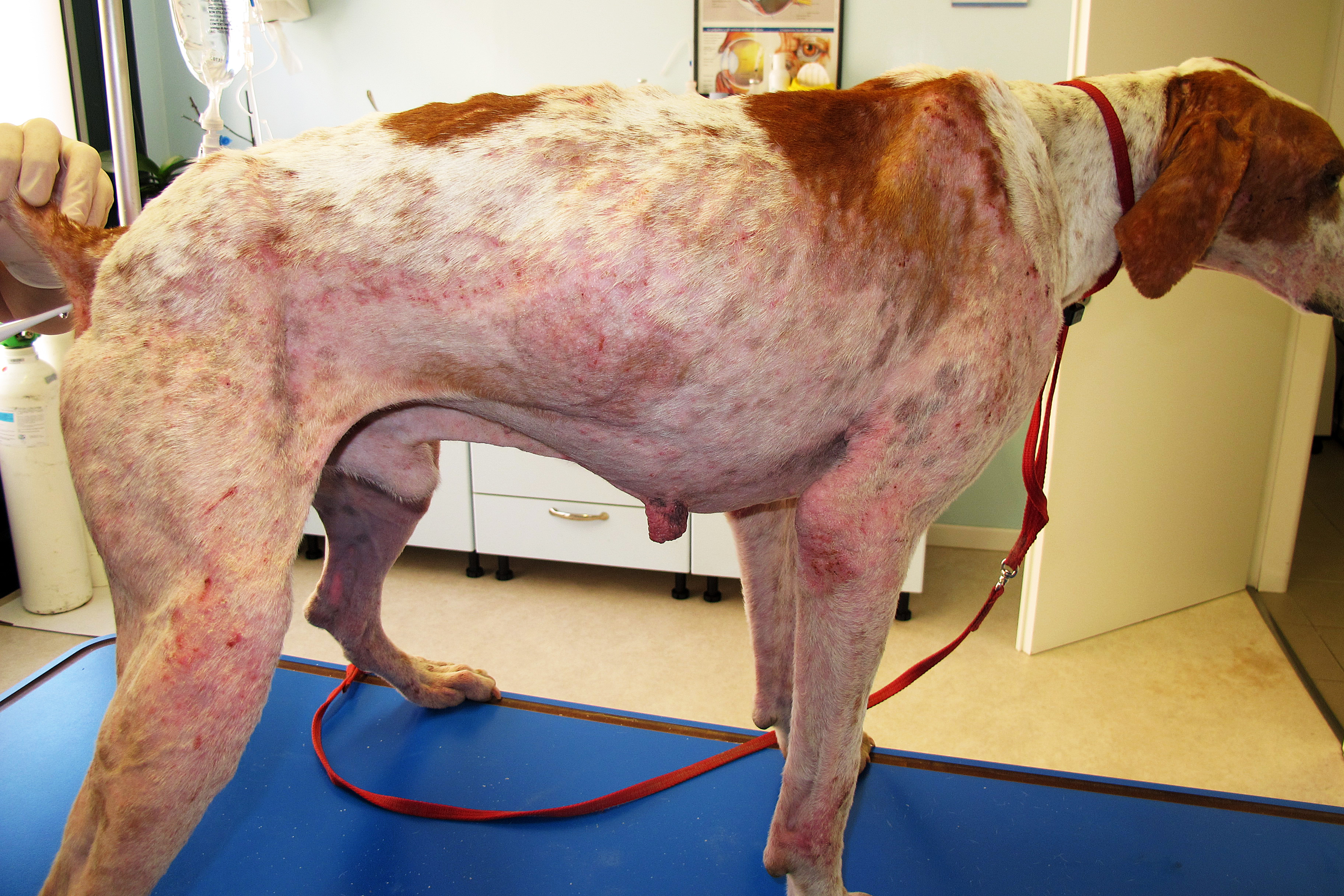 Fig.1: Lesioni papulo-crostose in un cane affetto da rogna sarcoptica. Image