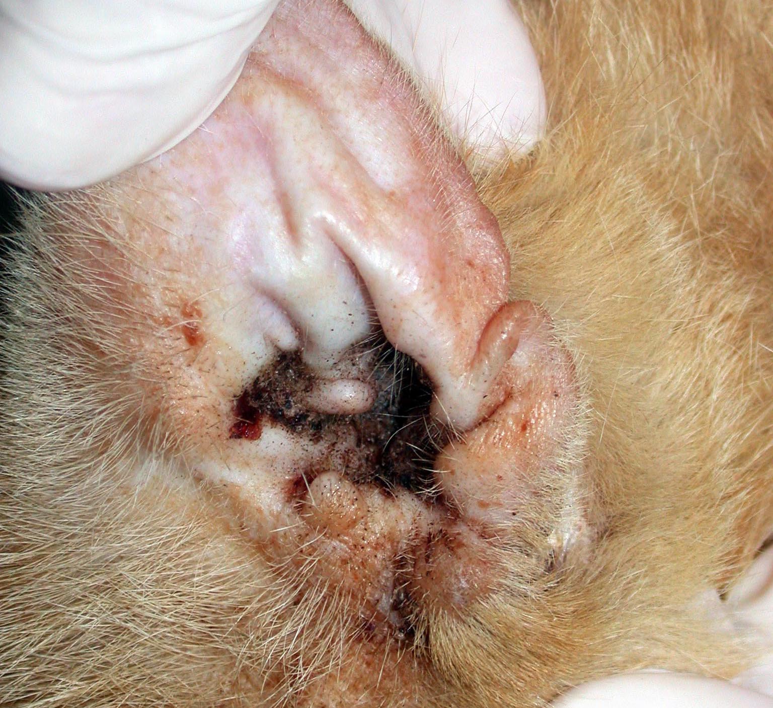 Fig.1: Otite con cerume dal caratteristico aspetto a “fondo del caffè” in un gatto con otoacariasi Image