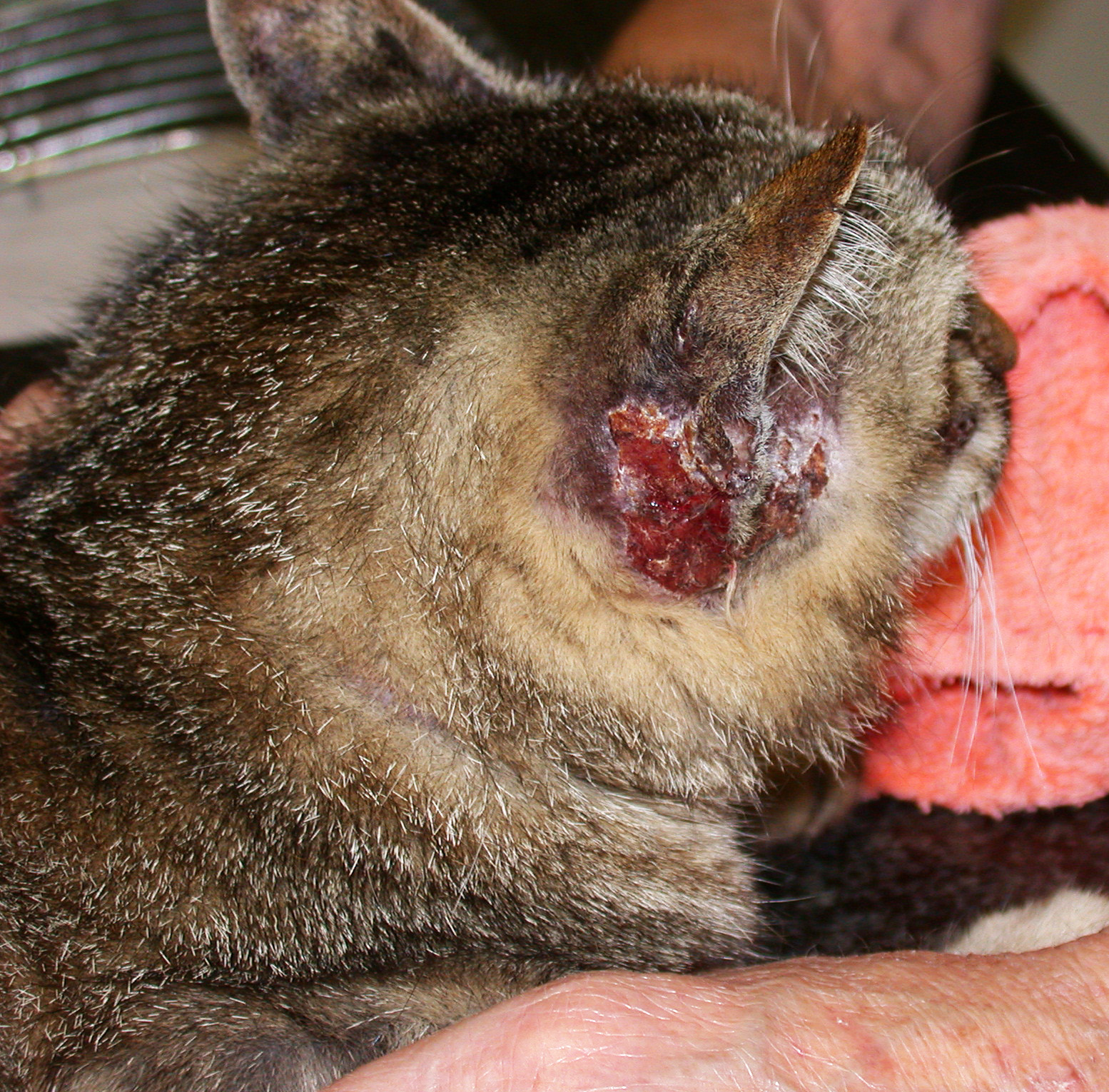 Fig.2: Lesioni erosivo-ulcerative autoindotte in un gatto con otoacariasi Image
