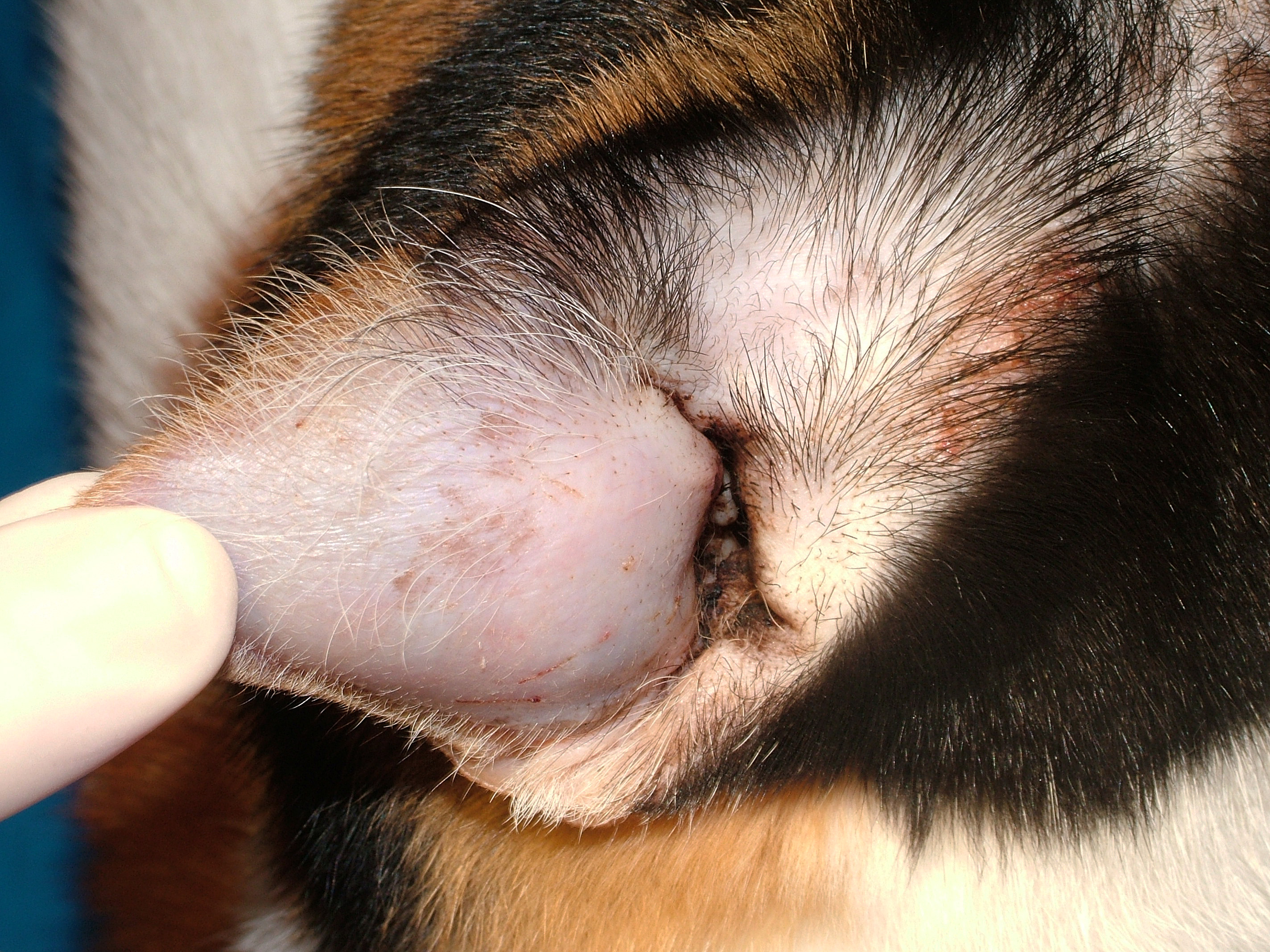 Fig. 3 - Otoematoma in un gatto con otoacariasi Image