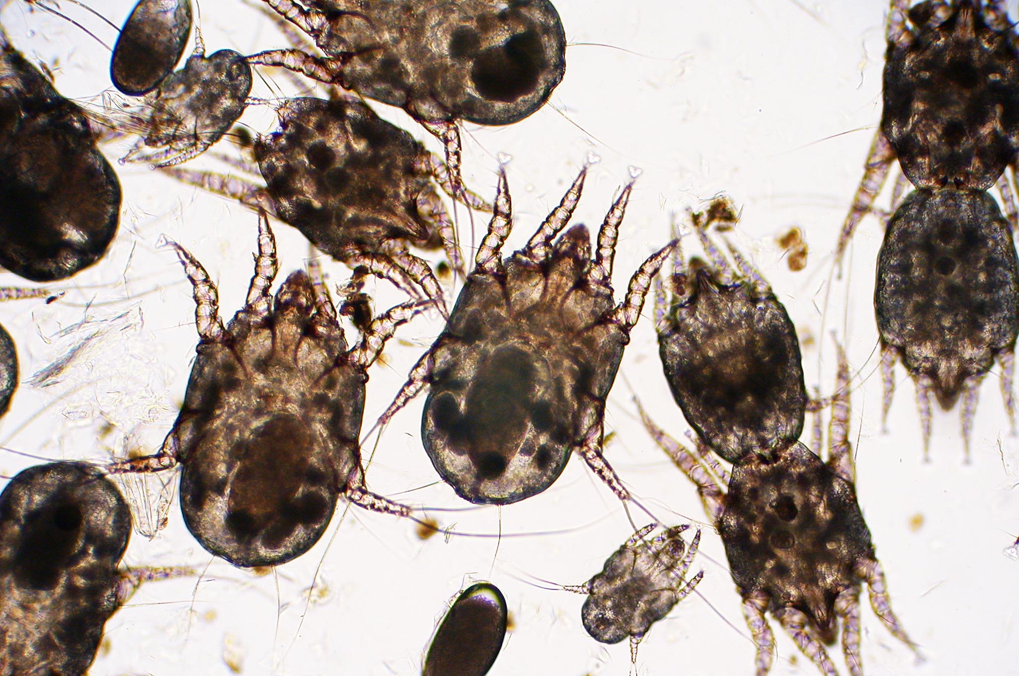 Fig.4 - Esame microscopico del cerume raccolto mediante tampone auricolare in un gatto con otoacariasi. Image