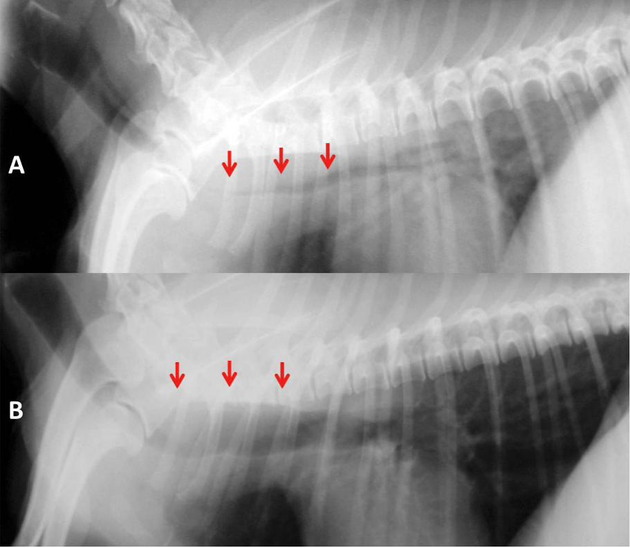 Fig. 1 - Valutazione radiografica di Collasso Tracheale: confronto fra la larghezza tracheale misurata in fase inspiratoria e quella valutata in fase espiratoria. Image