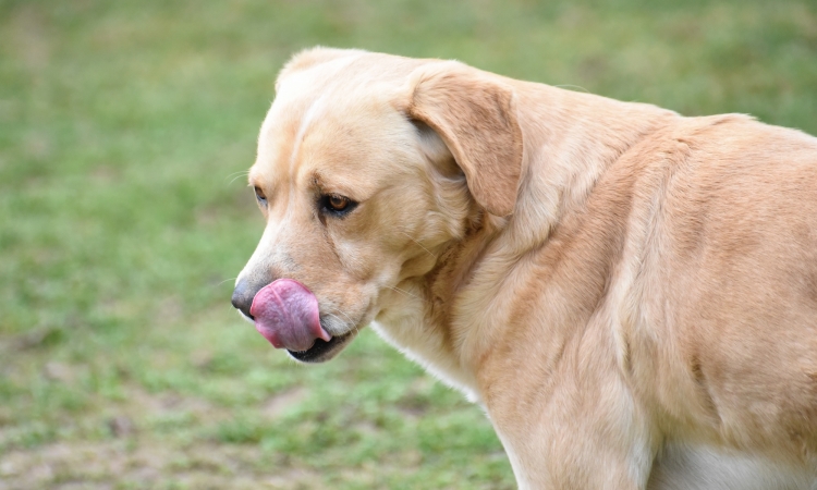 Reflusso gastroesofageo nel cane