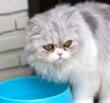 Il mio gatto beve ed urina molto: poliuria e polidipsia nel gatto, quali sono le cause?