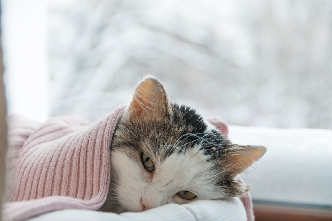 La pielonefrite nel gatto: un’infezione renale diﬃcile da riconoscere