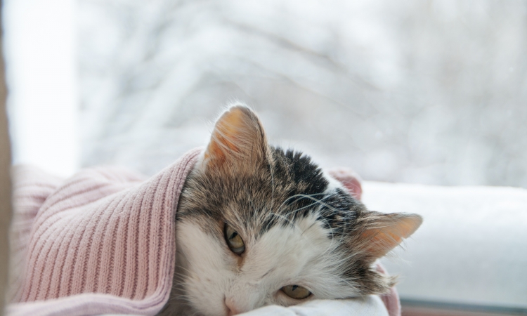 La pielonefrite nel gatto: un’infezione renale diﬃcile da riconoscere