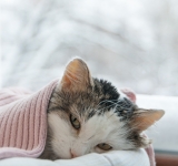 La pielonefrite nel gatto: un’infezione renale diﬃcile da riconoscere