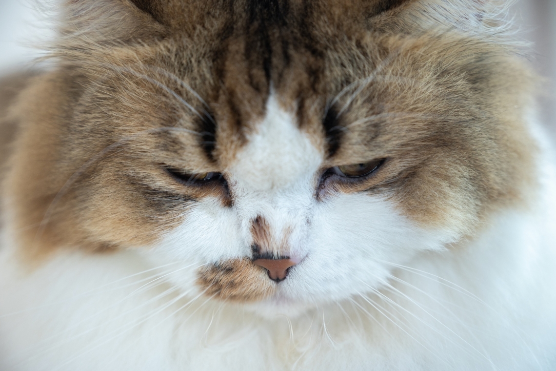 Neoplasie nel gatto in Italia: quali sono le più frequenti?