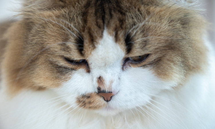 Neoplasie nel gatto in Italia: quali sono le più frequenti?